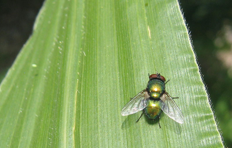 Lucilia sericata M. (Calliphoridae).